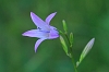 Harebell _MG_1874